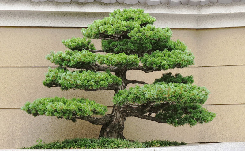 松の木 剪定の基本を庭師が伝授 庭 Pro ニワドットプロ