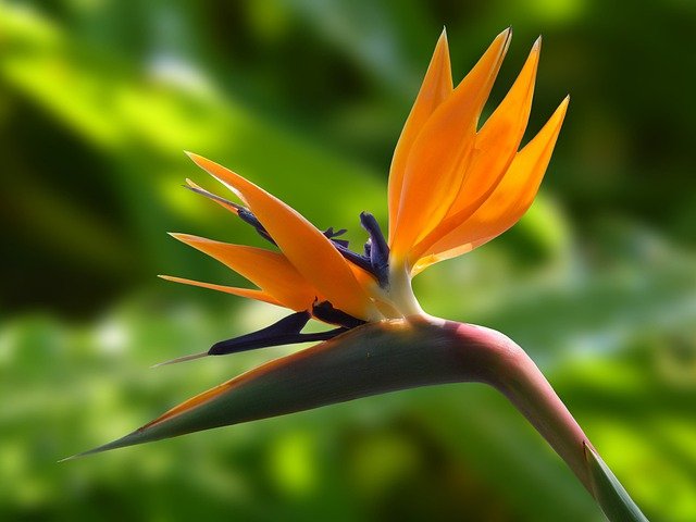 【ストレリチア 極楽鳥花 】育て方の基本を庭師が伝授 庭のプロ集団 庭 Pro