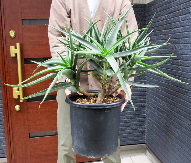 格安定番アロエ・ストリアツラ　Aloe striatula　耐寒性の高いアロエ　9号　超大株　ｆ15 アロエ