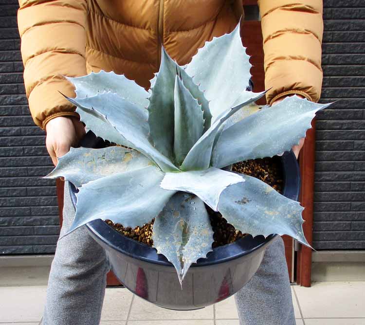 アガベ オバティフォリア フロスティブルー 23cm - 植物/観葉植物