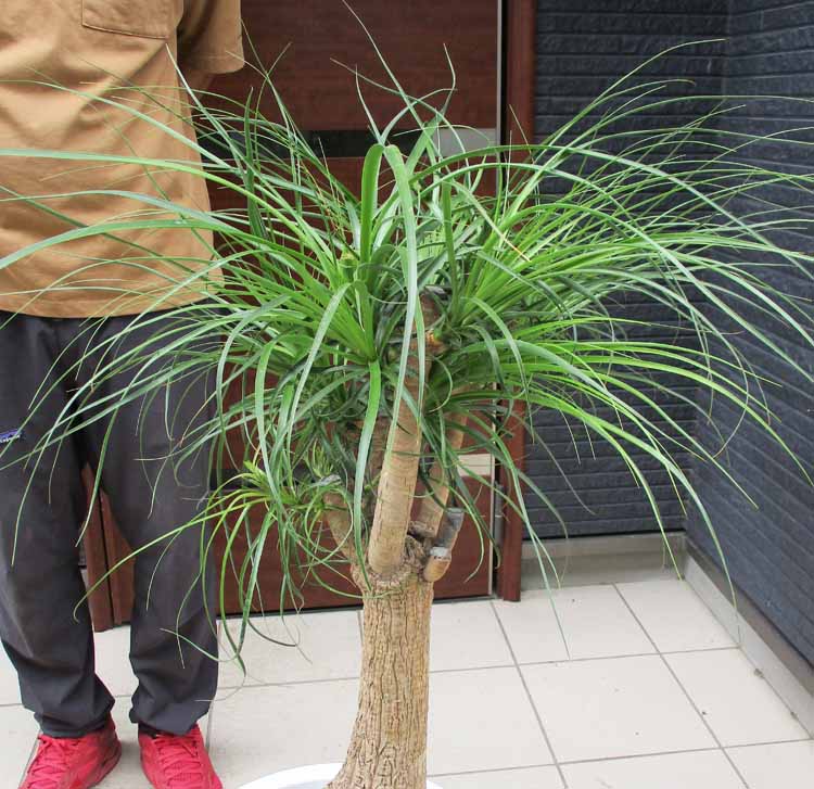 トックリラン ノリナ 特大 - 植物/観葉植物